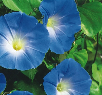 Picture of Ipomoea - Heavenly Blue